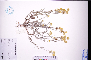  ( - GBA-DWQGZ44)  @11 [ ] by-nc-sa  Xue-Jun Ge Herbarium of South China Botanical Garden