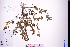  (Veronica javanica - GBA-DWQGZ62)  @11 [ ] by-nc-sa  Xue-Jun Ge Herbarium of South China Botanical Garden