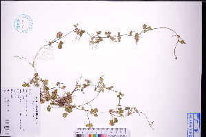  ( - GBA-DWQGZ76)  @11 [ ] by-nc-sa  Xue-Jun Ge Herbarium of South China Botanical Garden