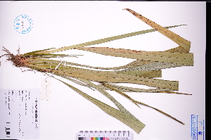  ( - GBA-DWQGZ88)  @11 [ ] by-nc-sa  Xue-Jun Ge Herbarium of South China Botanical Garden