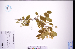  ( - GBA-DWQGZ91)  @11 [ ] by-nc-sa  Xue-Jun Ge Herbarium of South China Botanical Garden
