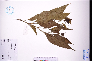  ( - GBA-DWQGZ92)  @11 [ ] by-nc-sa  Xue-Jun Ge Herbarium of South China Botanical Garden