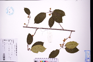  ( - GBA-DWQGZ100)  @11 [ ] by-nc-sa  Xue-Jun Ge Herbarium of South China Botanical Garden