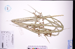  ( - GBA-DWQGZ108)  @11 [ ] by-nc-sa  Xue-Jun Ge Herbarium of South China Botanical Garden