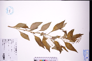 (Lysimachia decurrens - GBA-DWQGZ112)  @11 [ ] by-nc-sa  Xue-Jun Ge Herbarium of South China Botanical Garden