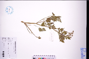  ( - GBA-DWQGZ128)  @11 [ ] by-nc-sa  Xue-Jun Ge Herbarium of South China Botanical Garden