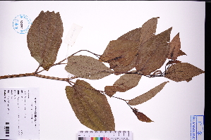  (Saururus - GBA-DWQGZ138)  @11 [ ] by-nc-sa  Xue-Jun Ge Herbarium of South China Botanical Garden