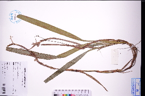  (Dianella ensifolia - GBA-DWQGZ141)  @11 [ ] by-nc-sa  Xue-Jun Ge Herbarium of South China Botanical Garden