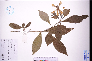  ( - GBA-DWQGZ157)  @11 [ ] by-nc-sa  Xue-Jun Ge Herbarium of South China Botanical Garden