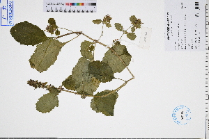  ( - GBA-DWQGZ210)  @11 [ ] by-nc-sa  Xue-Jun Ge Herbarium of South China Botanical Garden