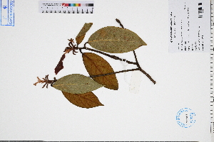  ( - GBA-DWQGZ232)  @11 [ ] by-nc-sa  Xue-Jun Ge Herbarium of South China Botanical Garden