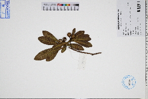  ( - GBA-DWQGZ302)  @11 [ ] by-nc-sa  Xue-Jun Ge Herbarium of South China Botanical Garden