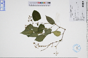  ( - GBA-DWQGZ316)  @11 [ ] by-nc-sa  Xue-Jun Ge Herbarium of South China Botanical Garden