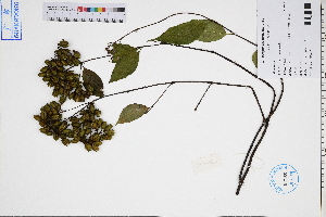  (Gelsemium elegans - GBA-DWQGZ321)  @11 [ ] by-nc-sa  Xue-Jun Ge Herbarium of South China Botanical Garden
