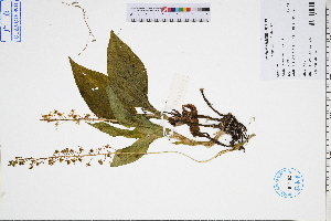  ( - GBA-DWQGZ323)  @11 [ ] by-nc-sa  Xue-Jun Ge Herbarium of South China Botanical Garden