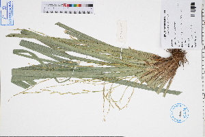  (Carex cryptostachys - GBA-DWQGZ386)  @11 [ ] by-nc-sa  Xue-Jun Ge Herbarium of South China Botanical Garden