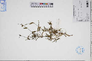  ( - GBA-DWQGZ389)  @11 [ ] by-nc-sa  Xue-Jun Ge Herbarium of South China Botanical Garden