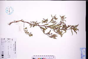  ( - GBA-DWQGZ405)  @11 [ ] by-nc-sa  Xue-Jun Ge Herbarium of South China Botanical Garden