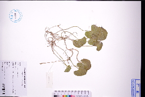 ( - GBA-DWQGZ411)  @11 [ ] by-nc-sa  Xue-Jun Ge Herbarium of South China Botanical Garden