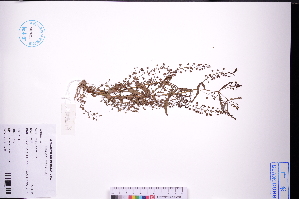  (Veronica undulata - GBA-DWQGZ429)  @11 [ ] by-nc-sa  Xue-Jun Ge Herbarium of South China Botanical Garden