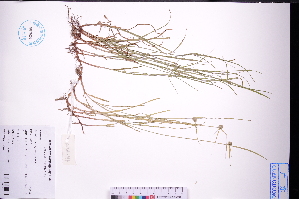  ( - GBA-DWQGZ434)  @11 [ ] by-nc-sa  Xue-Jun Ge Herbarium of South China Botanical Garden