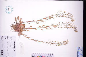  (Lysimachia candida - GBA-DWQGZ442)  @11 [ ] by-nc-sa  Xue-Jun Ge Herbarium of South China Botanical Garden