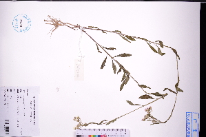  ( - GBA-DWQGZ447)  @11 [ ] by-nc-sa  Xue-Jun Ge Herbarium of South China Botanical Garden