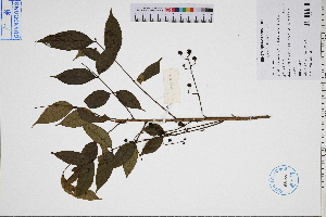  ( - GBA-DWQGZ476)  @11 [ ] by-nc-sa  Xue-Jun Ge Herbarium of South China Botanical Garden