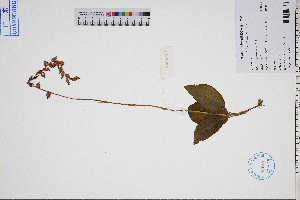  ( - GBA-DWQGZ481)  @11 [ ] by-nc-sa  Xue-Jun Ge Herbarium of South China Botanical Garden