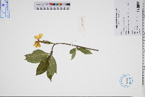  ( - GBA-DWQGZ482)  @11 [ ] by-nc-sa  Xue-Jun Ge Herbarium of South China Botanical Garden