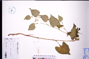  (Houttuynia - GBA-DWQGZ493)  @11 [ ] by-nc-sa  Xue-Jun Ge Herbarium of South China Botanical Garden