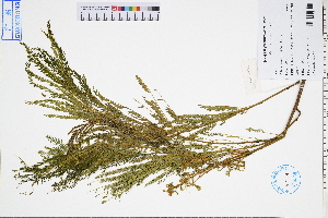  ( - GBA-DWQGZ512)  @11 [ ] by-nc-sa  Xue-Jun Ge Herbarium of South China Botanical Garden