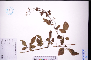  (Causonis - GBA-DWQGZ526)  @11 [ ] by-nc-sa  Xue-Jun Ge Herbarium of South China Botanical Garden
