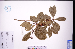  ( - GBA-DWQGZ528)  @11 [ ] by-nc-sa  Xue-Jun Ge Herbarium of South China Botanical Garden
