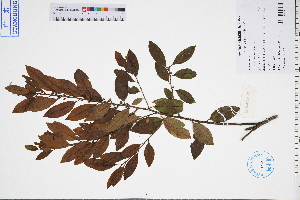  (Ilex triflora - GBA-DWQGZ535)  @11 [ ] by-nc-sa  Xue-Jun Ge Herbarium of South China Botanical Garden