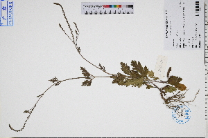  ( - GBA-DWQGZ563)  @11 [ ] by-nc-sa  Xue-Jun Ge Herbarium of South China Botanical Garden