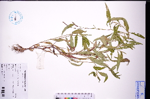  ( - GBA-DWQGZ573)  @11 [ ] by-nc-sa  Xue-Jun Ge Herbarium of South China Botanical Garden