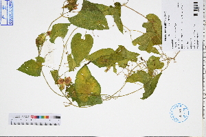  (Thladiantha cordifolia - GBA-DWQGZ579)  @11 [ ] by-nc-sa  Xue-Jun Ge Herbarium of South China Botanical Garden