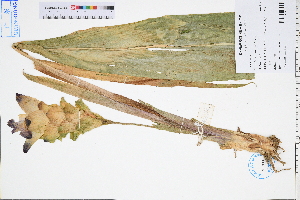  (Curcuma phaeocaulis - GBA-DWQGZ588)  @11 [ ] by-nc-sa  Xue-Jun Ge Herbarium of South China Botanical Garden