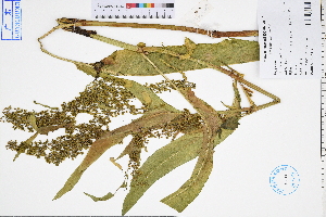  ( - GBA-DWQGZ589)  @11 [ ] by-nc-sa  Xue-Jun Ge Herbarium of South China Botanical Garden