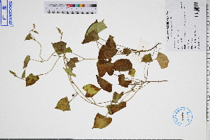  (Ipomoea biflora - GBA-DWQGZ611)  @11 [ ] by-nc-sa  Xue-Jun Ge Herbarium of South China Botanical Garden