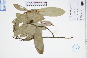  ( - GBA-DWQGZ631)  @11 [ ] by-nc-sa  Xue-Jun Ge Herbarium of South China Botanical Garden