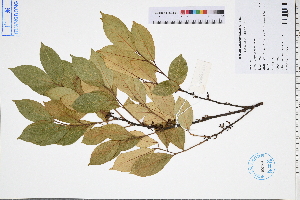  ( - GBA-DWQGZ641)  @11 [ ] by-nc-sa  Xue-Jun Ge Herbarium of South China Botanical Garden