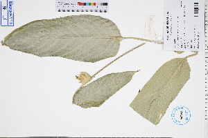  (Stachyphrynium - GBA-DWQGZ652)  @11 [ ] by-nc-sa  Xue-Jun Ge Herbarium of South China Botanical Garden