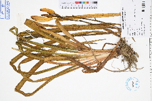  ( - GBA-DWQGZ671)  @11 [ ] by-nc-sa  Xue-Jun Ge Herbarium of South China Botanical Garden