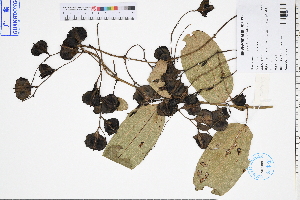  ( - GBA-DWQGZ677)  @11 [ ] by-nc-sa  Xue-Jun Ge Herbarium of South China Botanical Garden