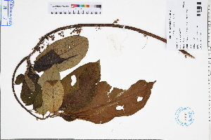  (Saurauia tristyla - GBA-DWQGZ683)  @11 [ ] by-nc-sa  Xue-Jun Ge Herbarium of South China Botanical Garden