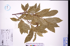  ( - GBA-DWQGZ705)  @11 [ ] by-nc-sa  Xue-Jun Ge Herbarium of South China Botanical Garden