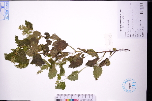  (Teucrium viscidum - GBA-DWQGZ716)  @11 [ ] by-nc-sa  Xue-Jun Ge Herbarium of South China Botanical Garden