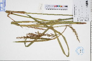  (Scleria terrestris - GBA-DWQGZ726)  @11 [ ] by-nc-sa  Xue-Jun Ge Herbarium of South China Botanical Garden